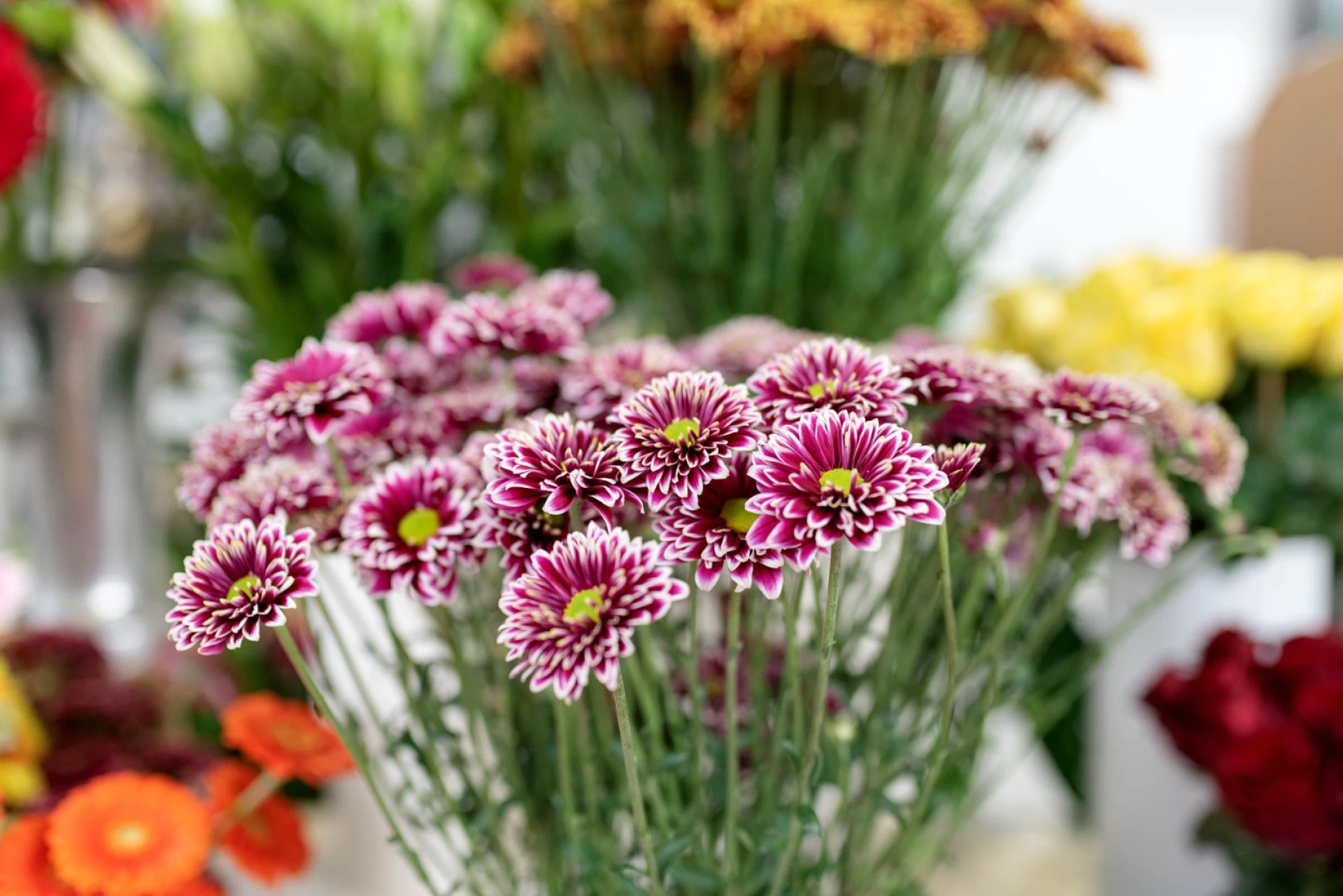 Significado das Flores